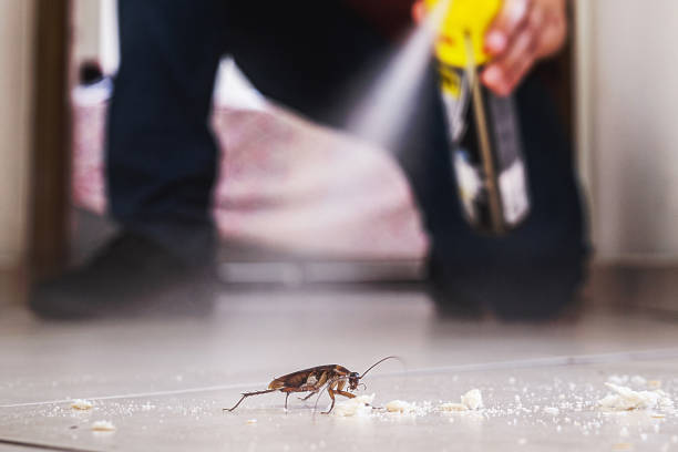 Best Pest Control for Homes  in Holualoa, HI